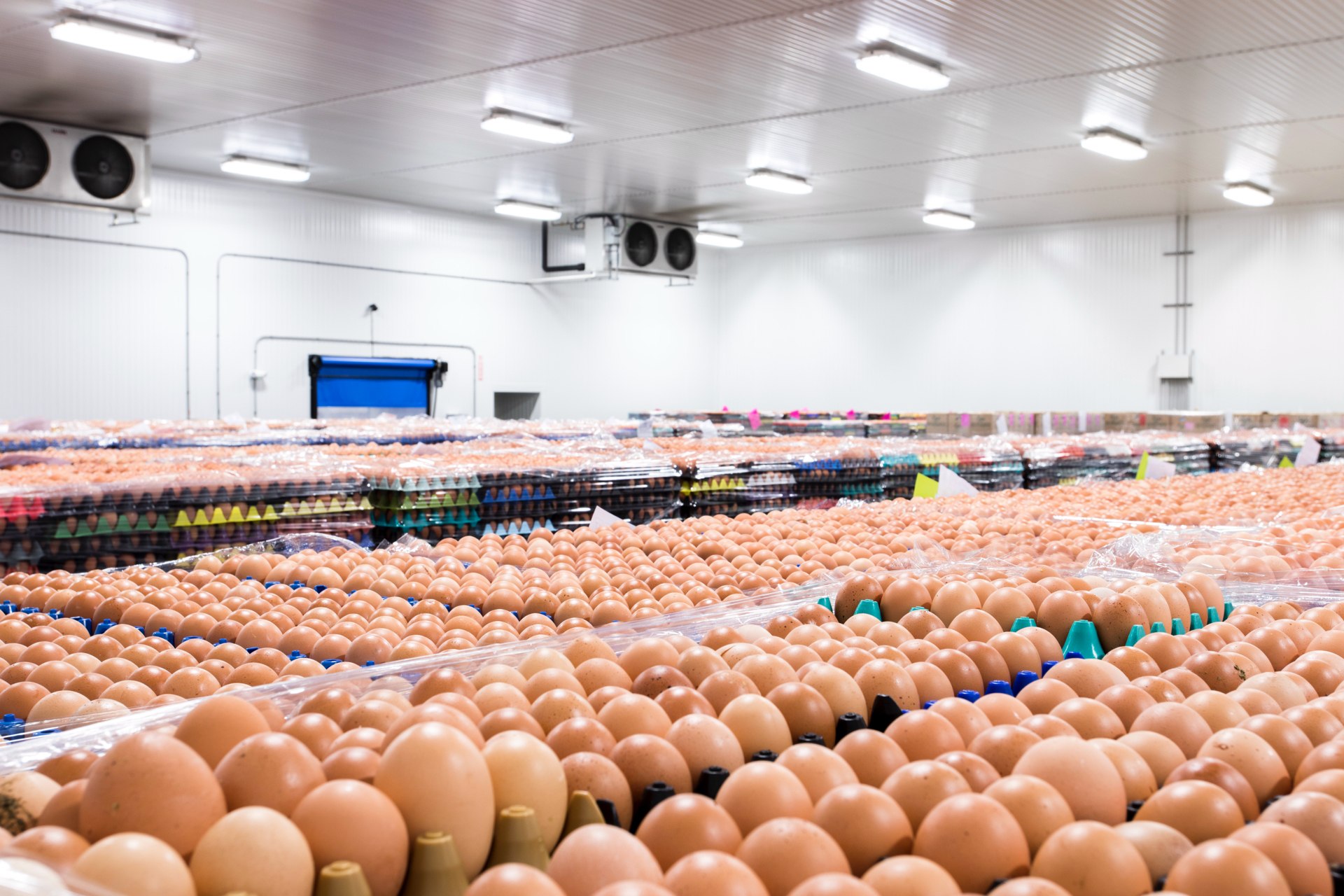 Egg Innovations eggs