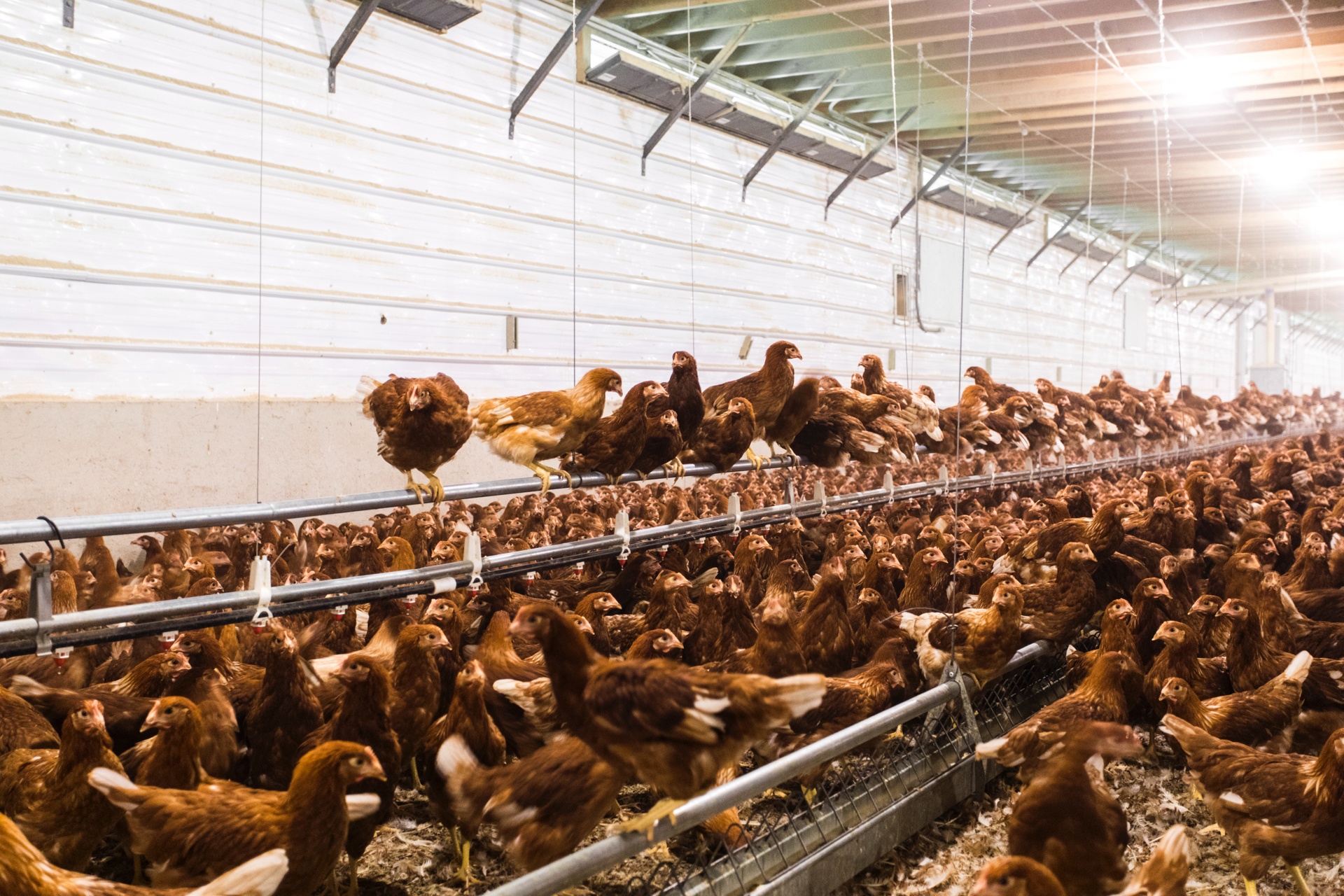 Egg Innovations chickens (1)