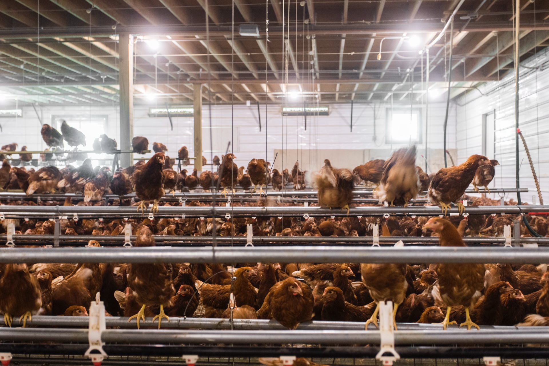 Egg Innovations chickens (2)