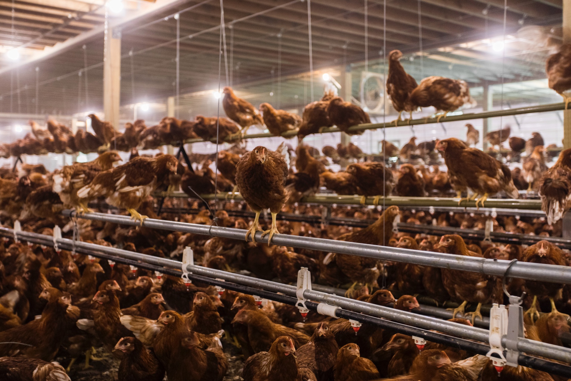 Egg Innovations chickens (3)