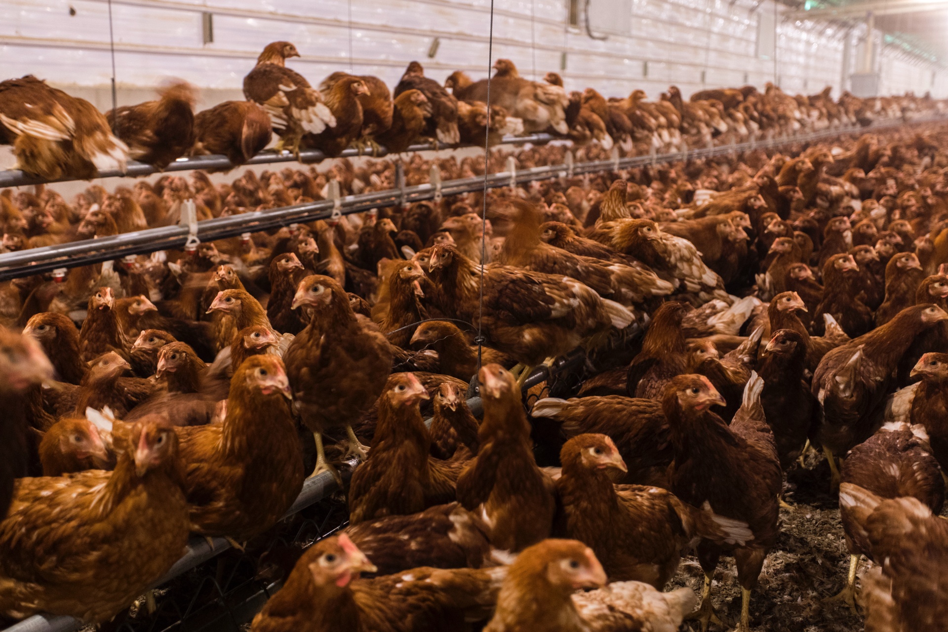 Egg Innovations chickens (4)